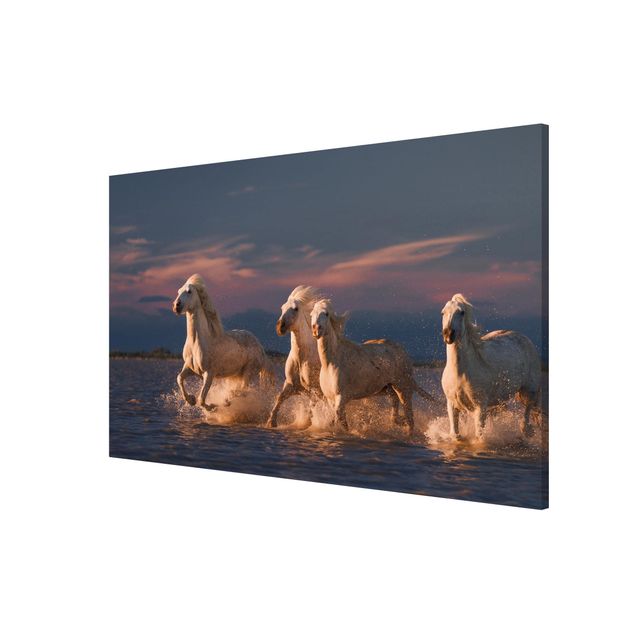 Lavagna magnetica bianco Cavalli selvatici in Kamargue