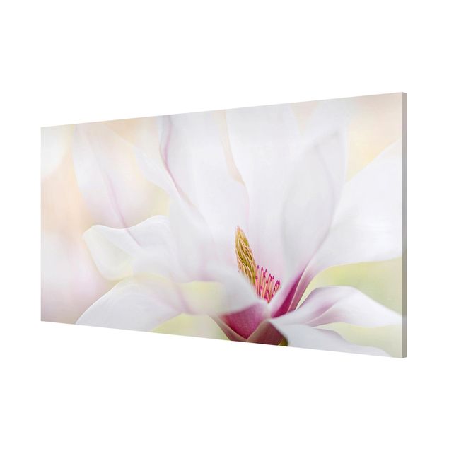 Lavagna magnetica - Delicate Magnolia Blossom - Panorama formato orizzontale