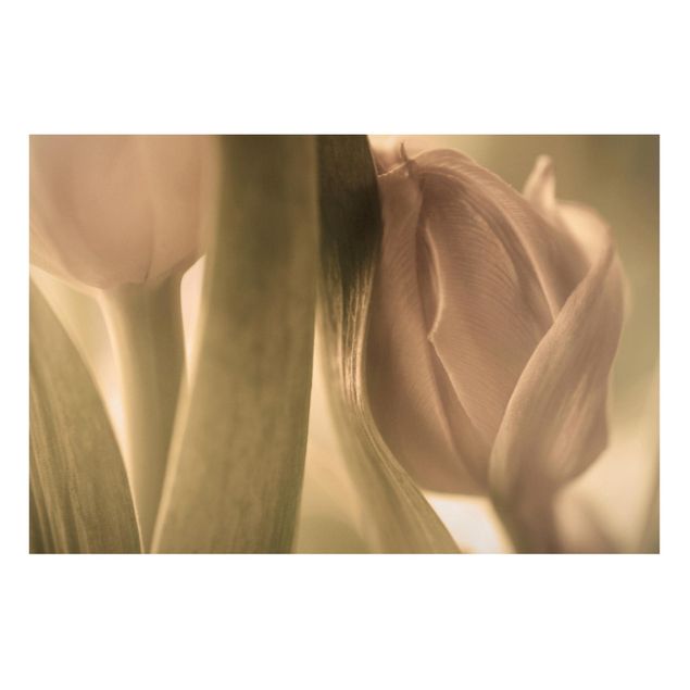 Lavagna magnetica - Delicate Tulips - Formato orizzontale 3:2