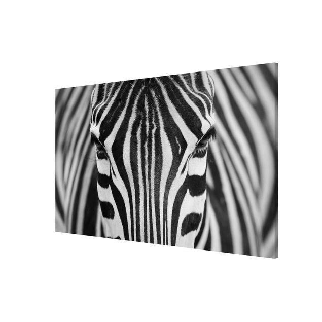 Lavagna magnetica nero Sguardo da zebra