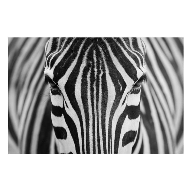 Lavagna magnetica per ufficio Sguardo da zebra