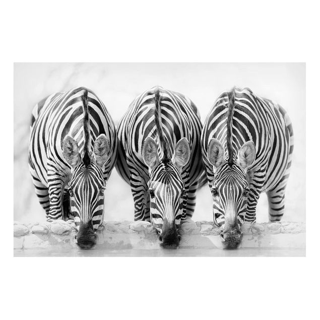Lavagna magnetica per ufficio Trio di zebre in bianco e nero