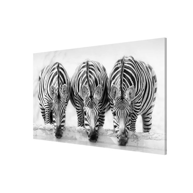 Lavagna magnetica nero Trio di zebre in bianco e nero
