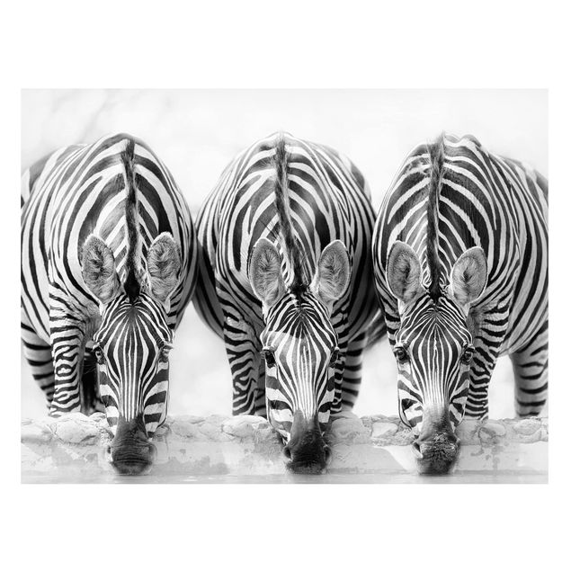 Lavagna magnetica per ufficio Trio di zebre in bianco e nero