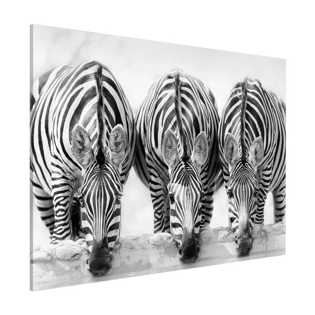 stampe animali Trio di zebre in bianco e nero