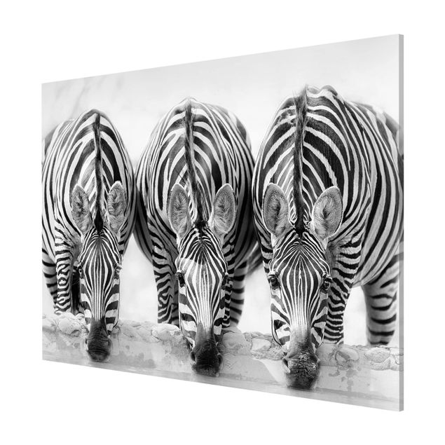 Lavagna magnetica nero Trio di zebre in bianco e nero
