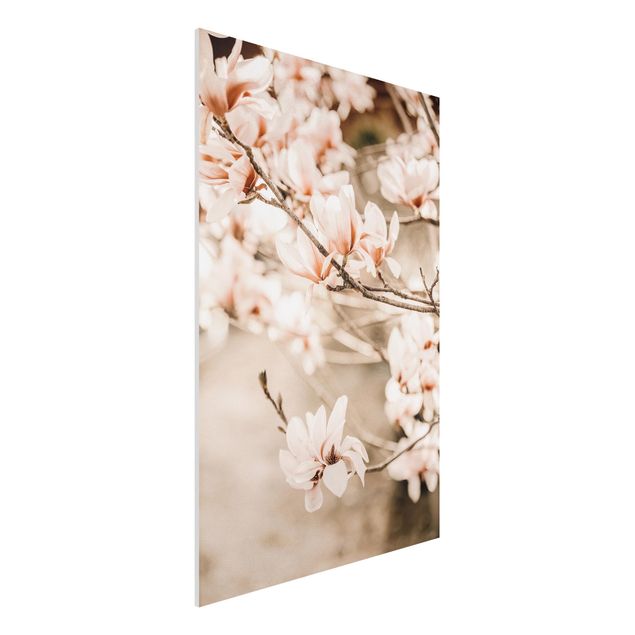Stampa su Forex - Ramo di magnolia in stile vintage - Formato verticale 2:3
