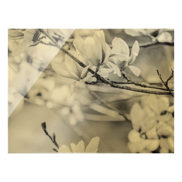 Quadro in vetro - Rami di magnolia in stile vintage II - Formato orizzontale