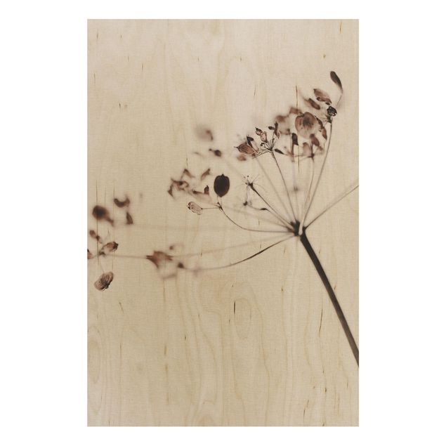 Stampa su legno - Macro inquadratura di fiore secco nell'ombra
