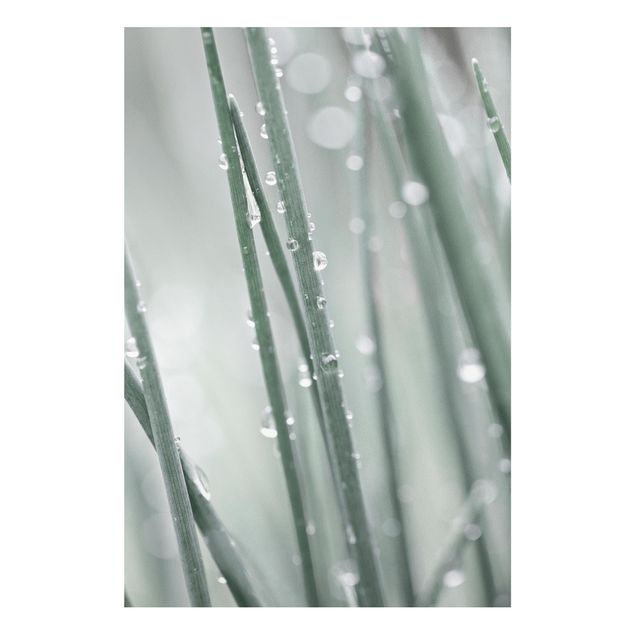 Stampa su Forex - Macro inquadratura di perle d'acqua nell'erba - Formato verticale 2:3