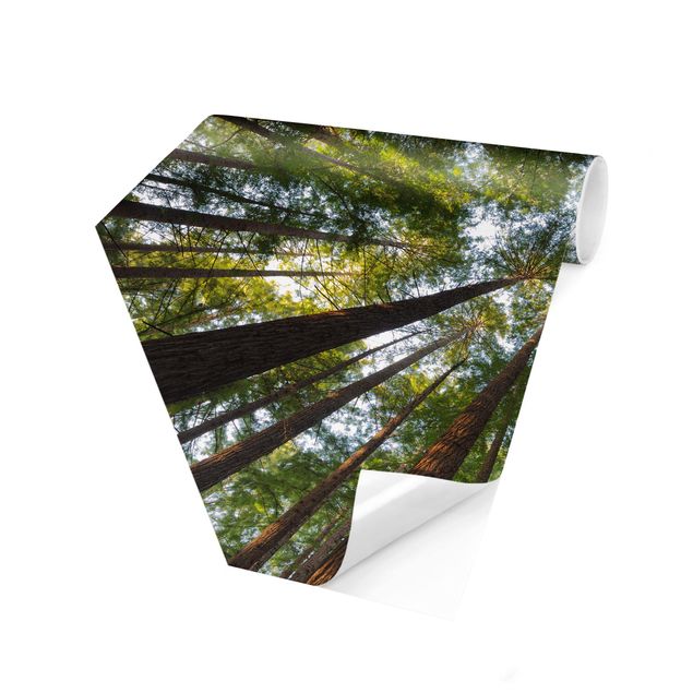 Carta da parati esagonale adesiva con disegni - Cime di sequoie