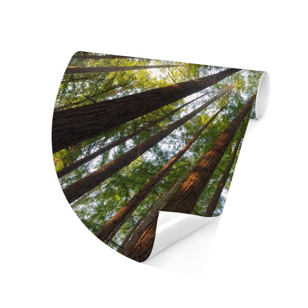 Carta da parati rotonda autoadesiva - cime degli alberi Sequoia