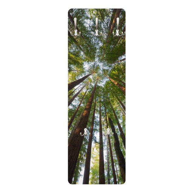 Appendiabiti - Sequoia Tree Tops