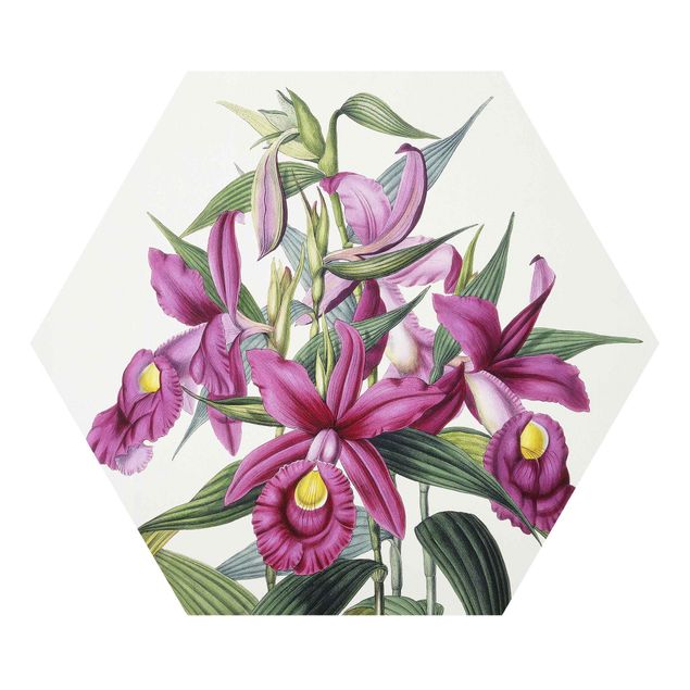 Esagono in forex - Maxim Gauci - Orchidea I