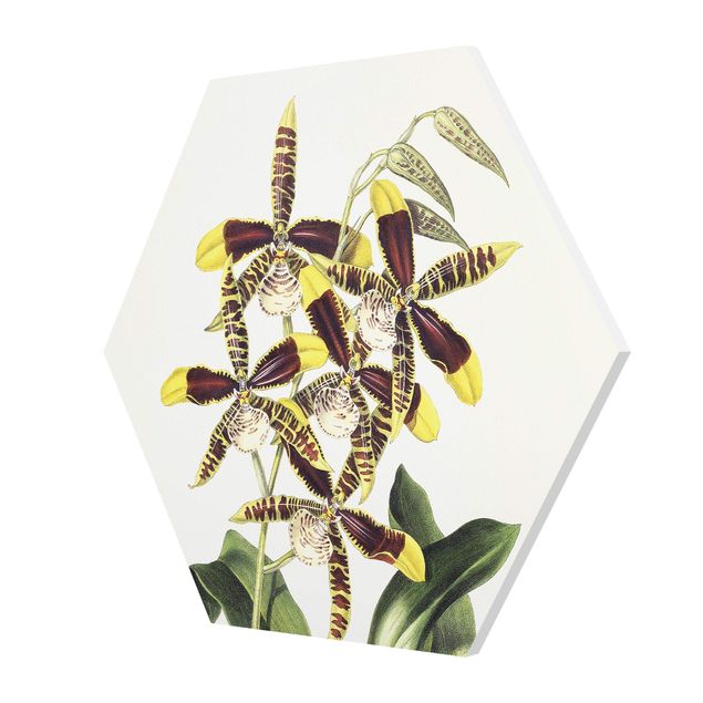 Esagono in forex - Maxim Gauci - Orchidea II