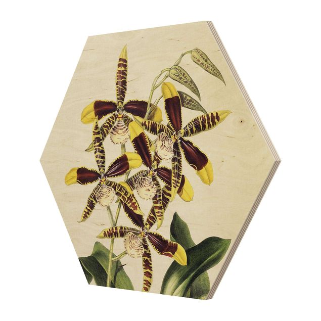 Esagono in legno - Maxim Gauci - Orchidea II