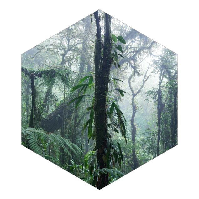 Carta da parati - Foresta nuvolosa di Monteverde