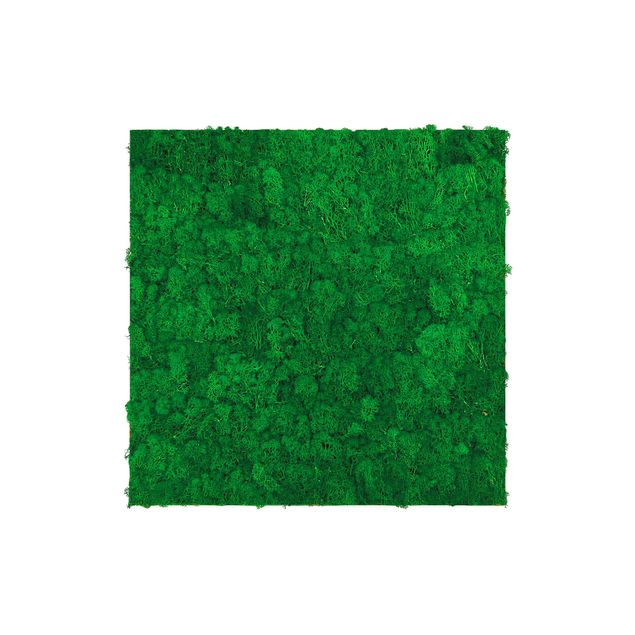 Pannello fonoassorbente - Parete di muschio verde abete - 52x52 cm