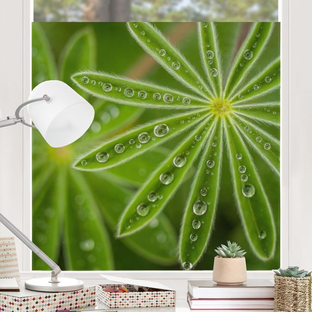 Pellicola per vetri con erbe Rugiada mattutina su foglie di lupino