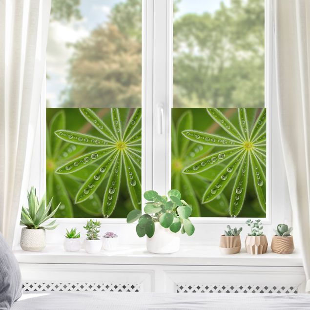 Pellicola per vetri verde Rugiada mattutina su foglie di lupino