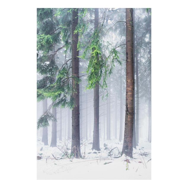 Stampa su Forex - Conifere d'inverno - Formato verticale 2:3