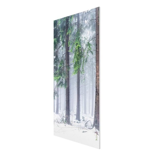 Stampa su Forex - Conifere d'inverno - Formato verticale 1:2