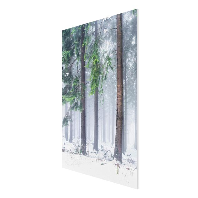 Stampa su Forex - Conifere d'inverno - Formato verticale 2:3