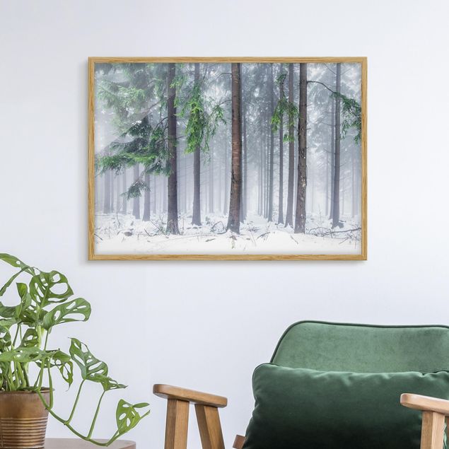 Poster con cornice - Alberi di conifere in inverno