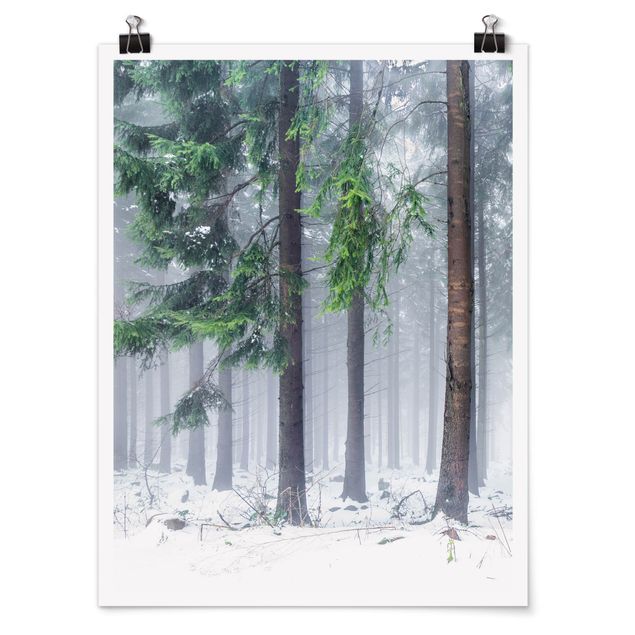 Poster - Conifere d'inverno