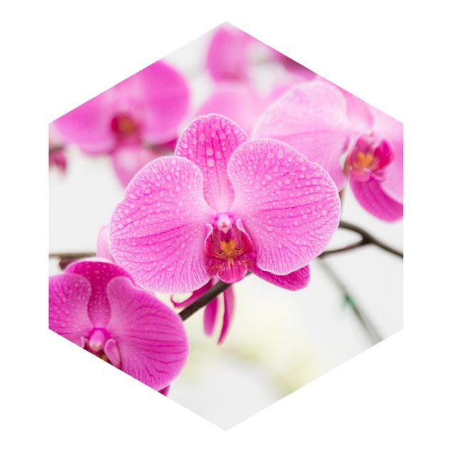 Carta da parati esagonale adesiva con disegni - Primo piano orchidea