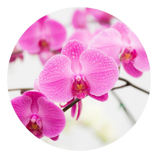 Carta da parati rotonda autoadesiva - Chiudi orchidea
