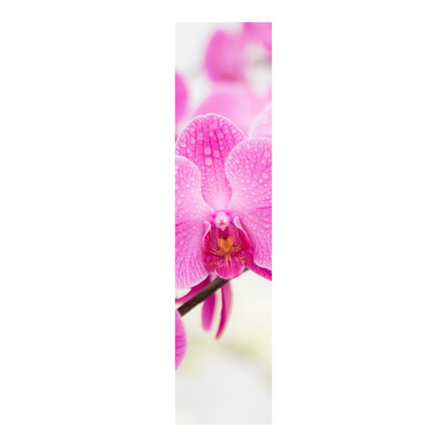 set tende a pannello Orchidea ravvicinata