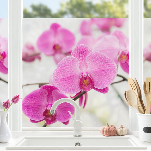 Pellicola per vetri con erbe Primo piano orchidea