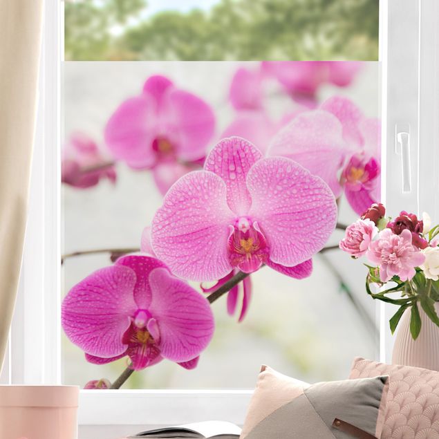 Pellicola per vetri per salone Primo piano orchidea