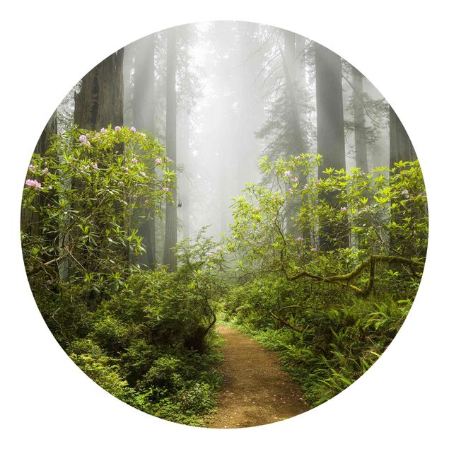 Carta da parati rotonda autoadesiva - sentiero nel bosco nebbioso