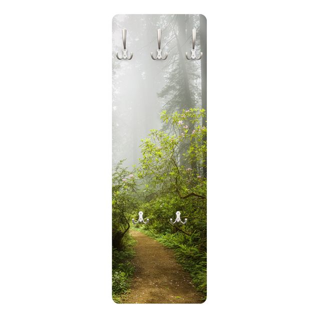 Appendiabiti - Misty forest path