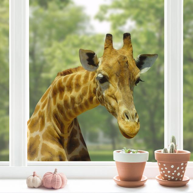 pellicola colorata per vetri Giraffa curiosa