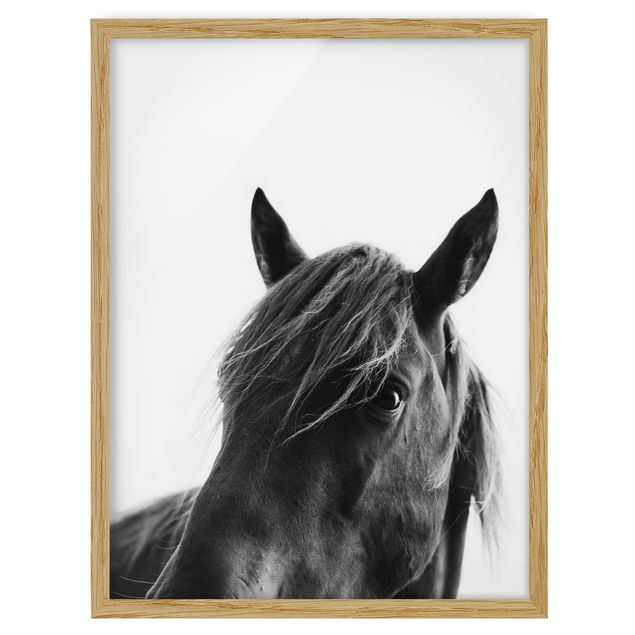Poster con cornice - Cavallo curioso
