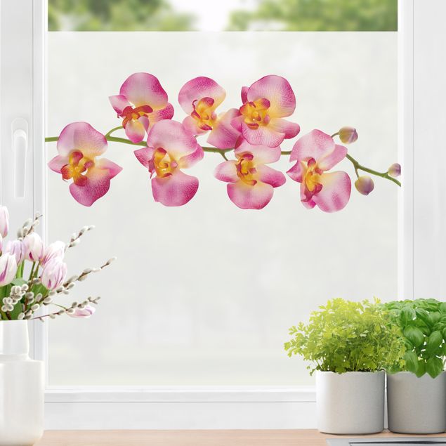 Pellicola per vetri con erbe No.177 Orchidea rosa II