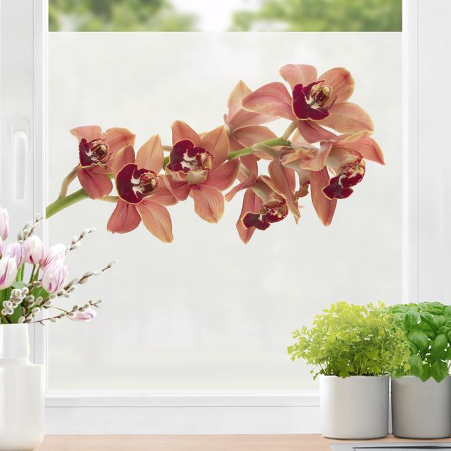 Pellicola per vetri per salone No.180 Orchidee rossa II