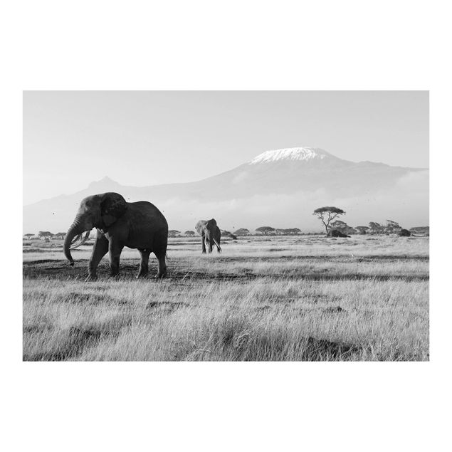 Carta da parati - Elephants in front of the Kilimanjaro in Kenya II