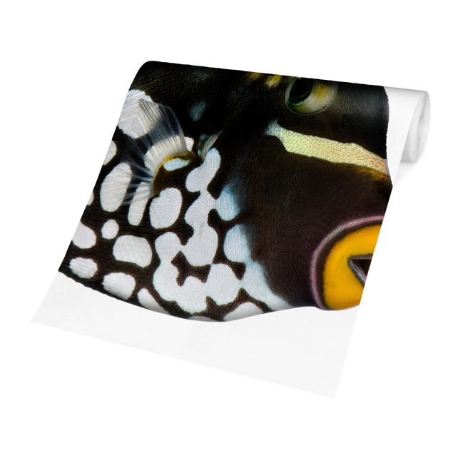 Carta da parati - Clown Triggerfish