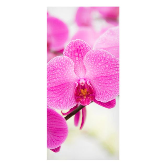 Lavagna magnetica - Orchid Close-Up Orchid - Panorama formato verticale