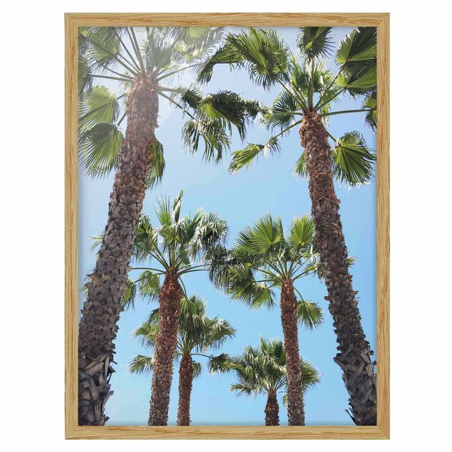 Poster con cornice - Palme su Venice Beach
