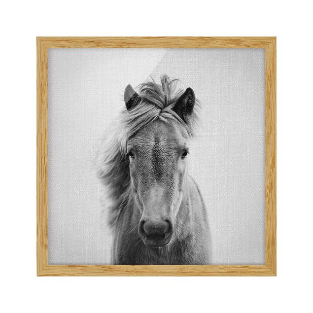 Poster con cornice - Cavallo Pauline in bianco e nero
