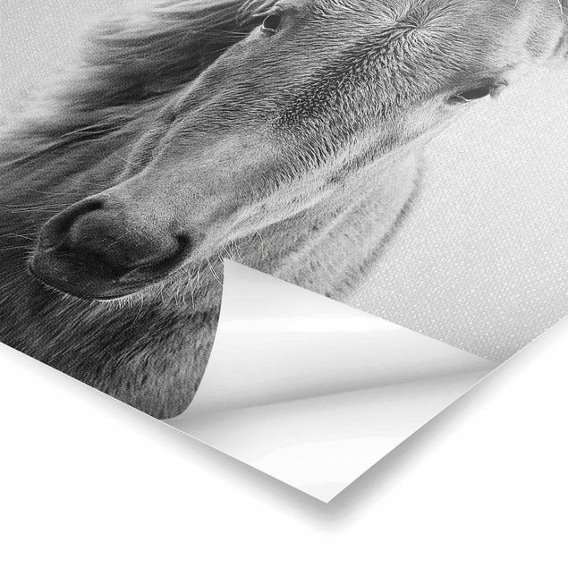Poster riproduzione - Cavallo Pauline in bianco e nero