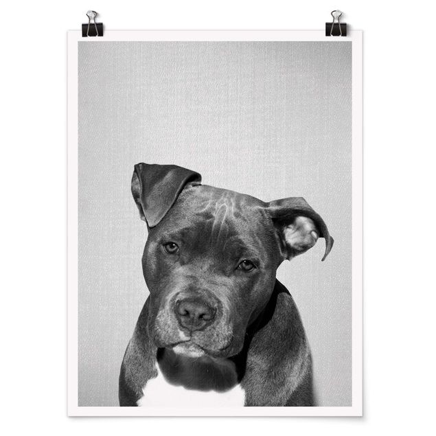 Poster riproduzione - Pitbull Pello in bianco e nero