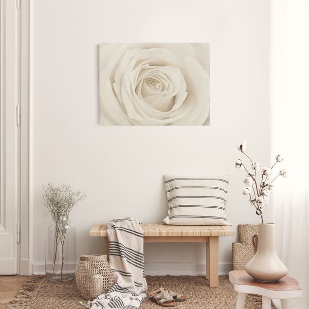 Quadri moderni per soggiorno Bella rosa bianca