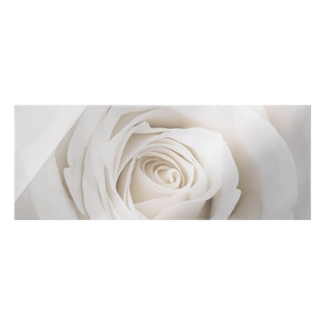 Quadro in vetro - Pretty White Rose - Panoramico
