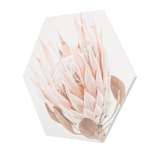 Esagono in forex - Protea regina dei fiori